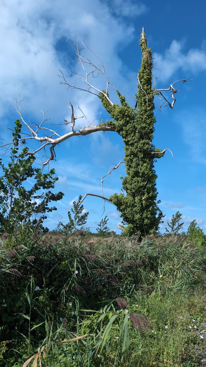 L'arbre au pendu
