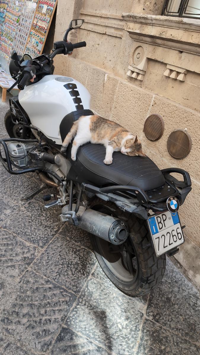 Un gatto motociclista