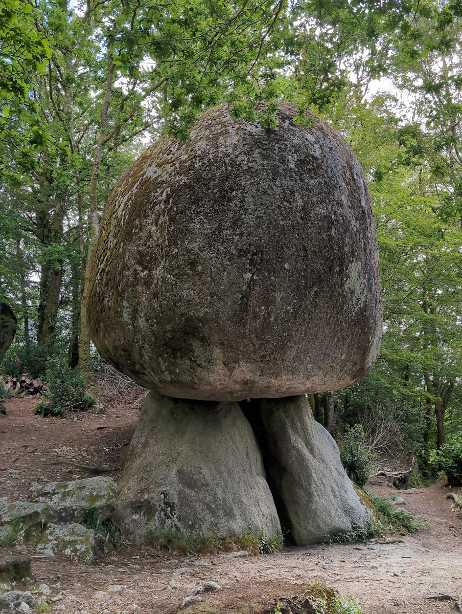 Le champignon