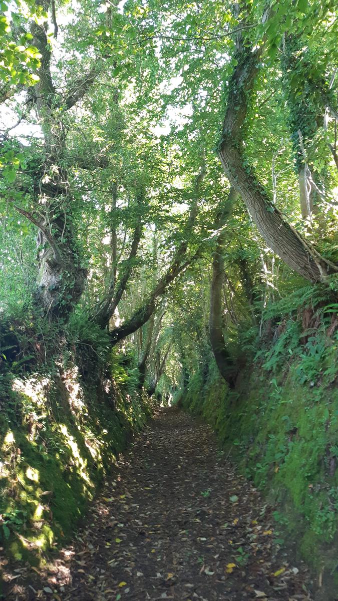 Joli chemin ombragé entre deux talus typique de Normandie