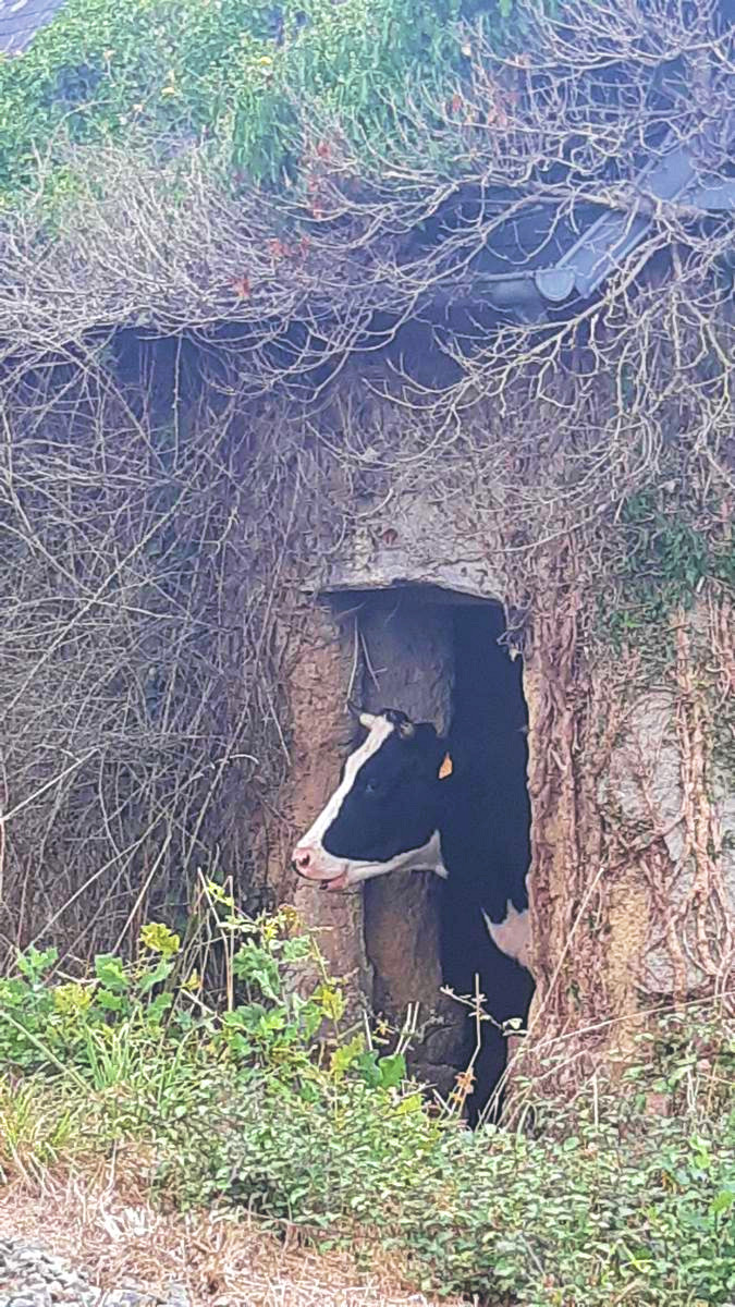 Vache