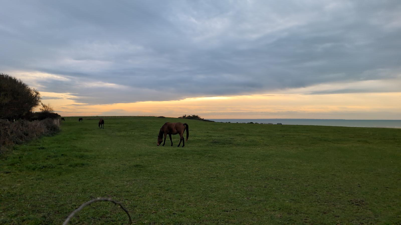 Haras des pâquerettes