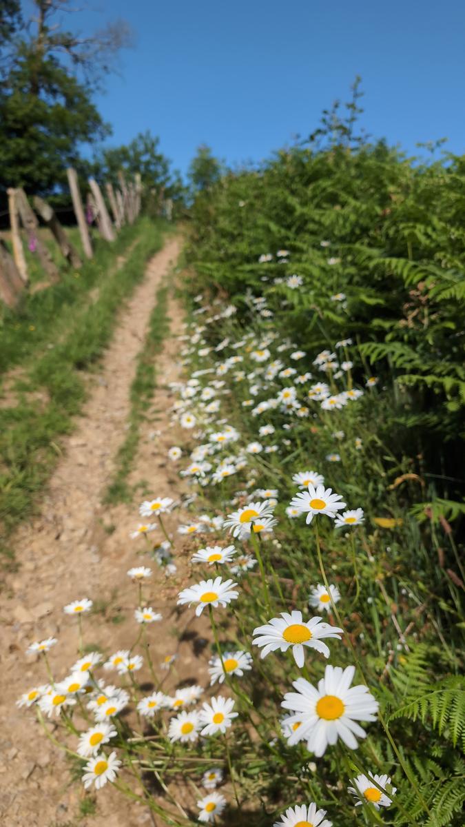 Marguerites des chemins