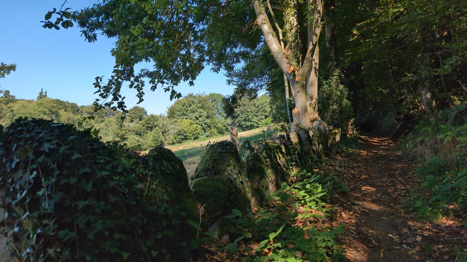 Joli chemin en lisière du bois