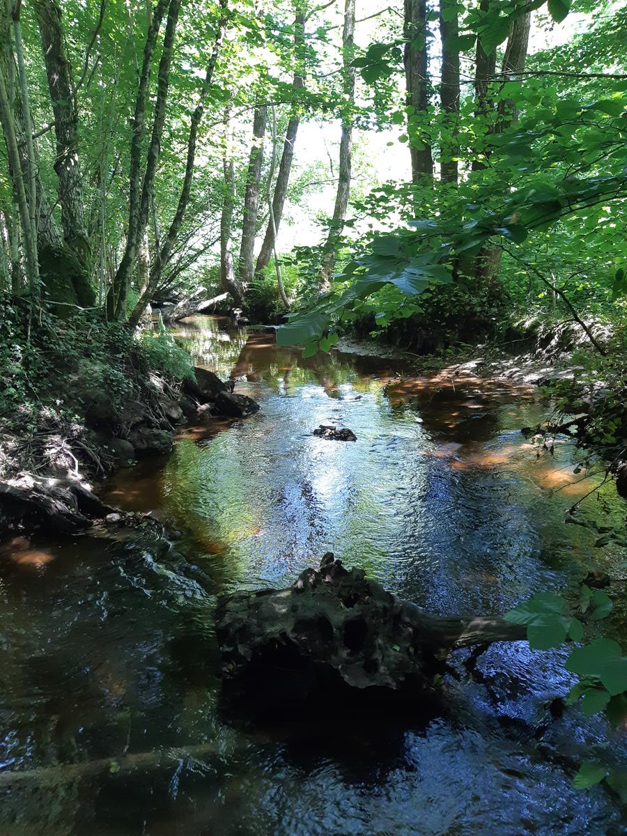 Sous bois et ruisseau