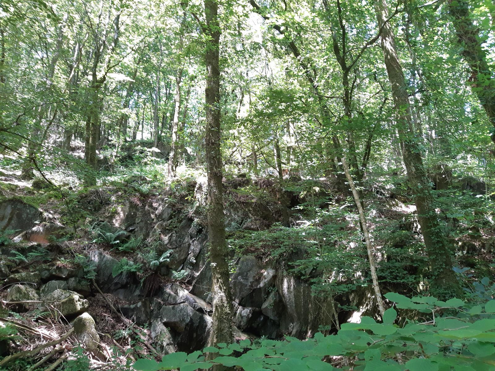 Jungle locale