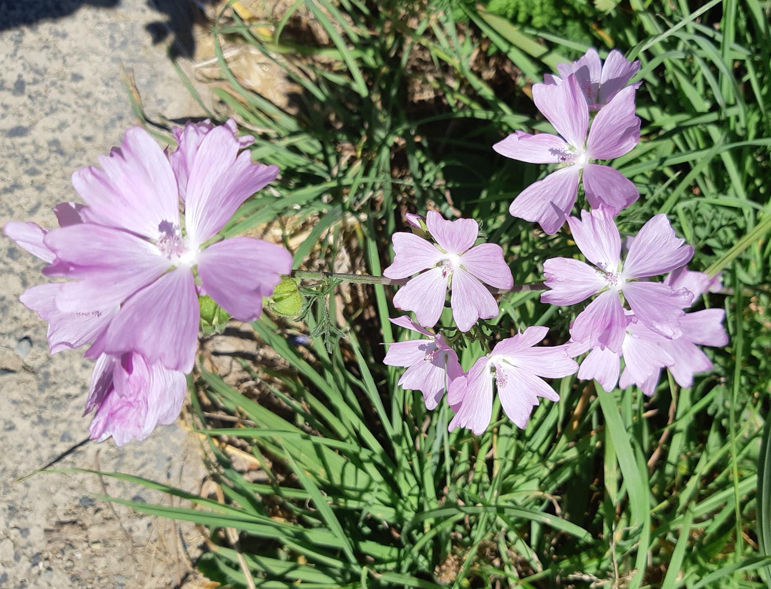 Mauve musquée