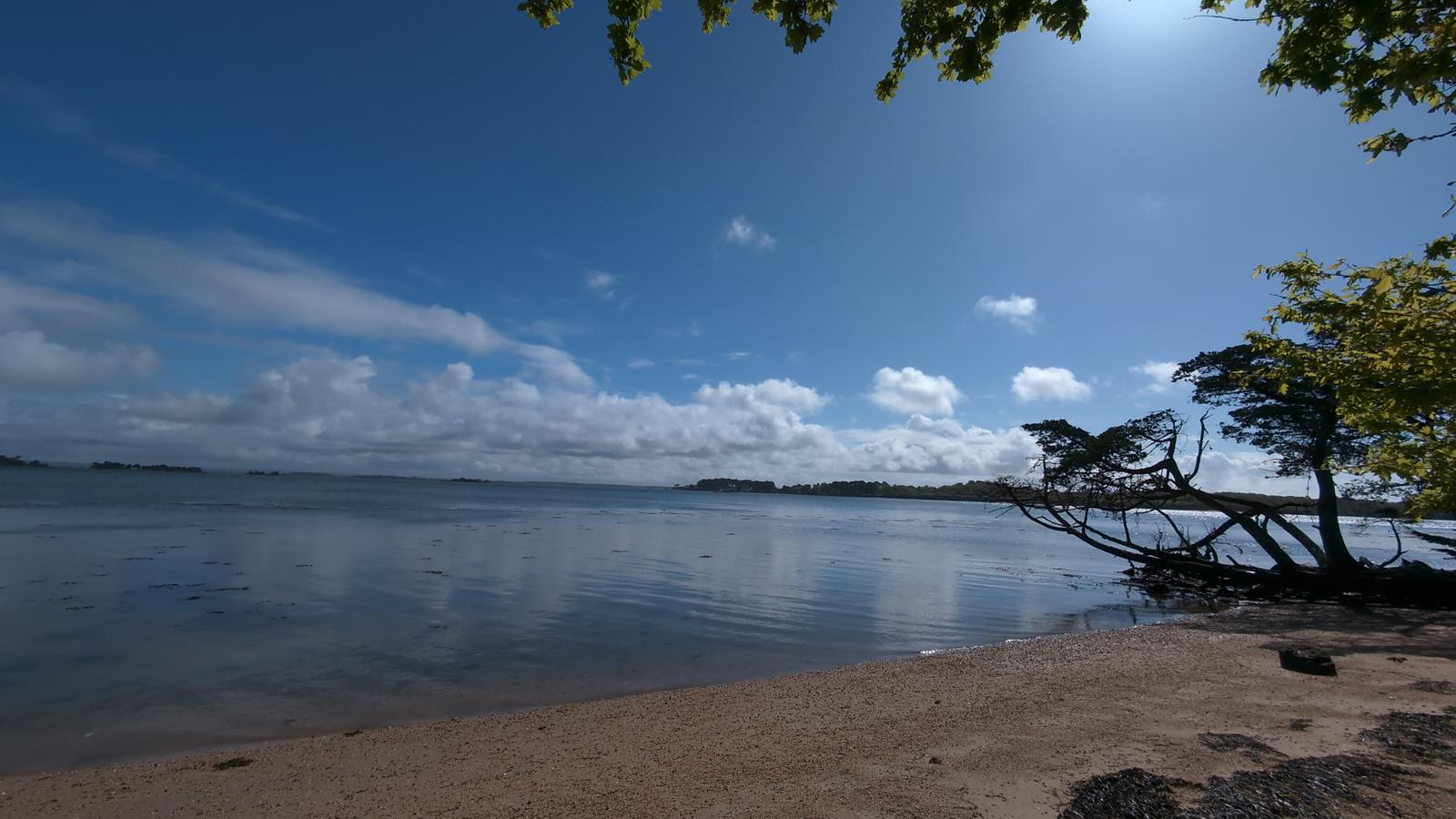 Arbre les pieds dans l'eau 